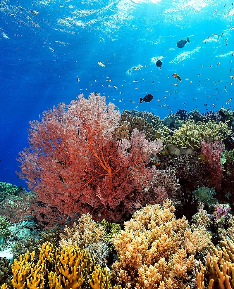 ocean-coral-gardening-2024